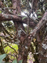Rhododendron arboreum