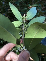 Osmanthus armatus