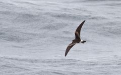 Hydrobates leucorhous