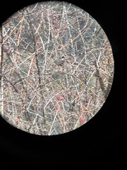 Periparus rubidiventris