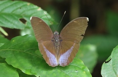 Euphaedra harpalyce