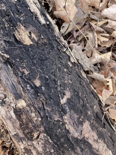 Lasiosphaeria hispida