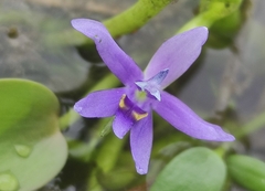 Heteranthera