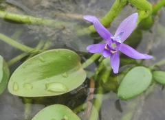 Heteranthera