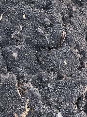 Ruzenia spermoides