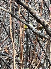 Periparus rubidiventris