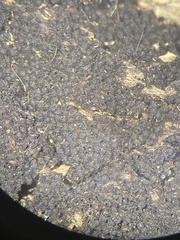 Ruzenia spermoides
