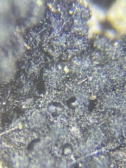 Ruzenia spermoides