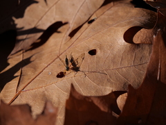 Itoplectis alternans