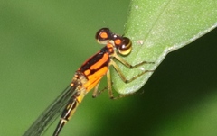 Pseudagrion sjoestedti