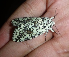 Lichnoptera moesta