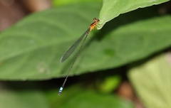 Pseudagrion sjoestedti