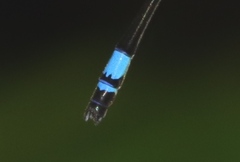 Pseudagrion sjoestedti