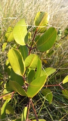 Laguncularia racemosa