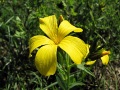 Linum campanulatum