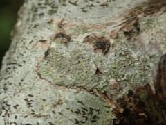 Buellia griseovirens
