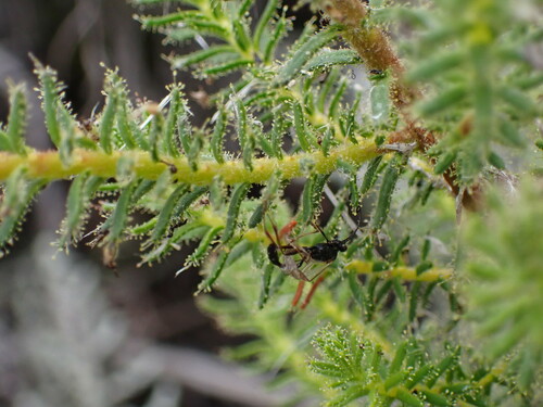 Image of Erica irrorata by (c) Ren Hoekstra, some rights reserved (CC BY)
