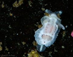 Goniodoris nodosa