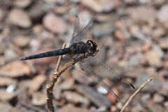 Trithemis dichroa