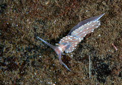 Facelina bostoniensis