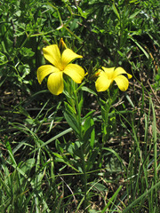 Linum campanulatum