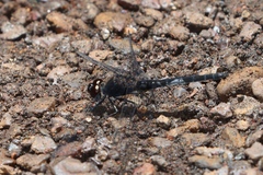 Trithemis dichroa