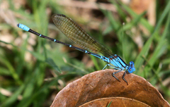 Argia rhoadsi