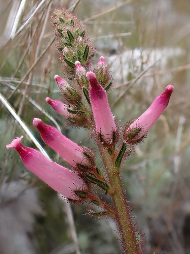 Image of Erica irrorata by (c) Ren Hoekstra, some rights reserved (CC BY)