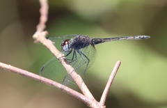 Trithemis dichroa