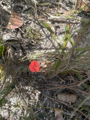 Gompholobium ecostatum