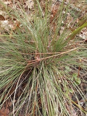 Aristida stricta