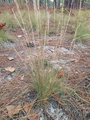 Aristida stricta