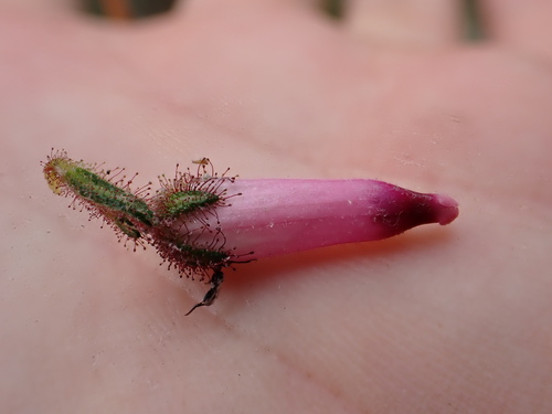 Image of Erica irrorata by (c) Ren Hoekstra, some rights reserved (CC BY)