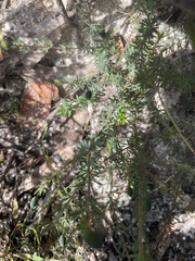 Gompholobium ecostatum