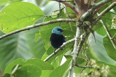 Stilpnia cyanicollis