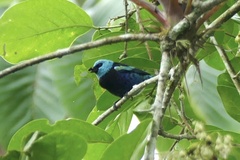 Stilpnia cyanicollis