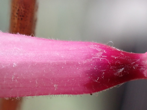 Image of Erica irrorata by (c) Ren Hoekstra, some rights reserved (CC BY)