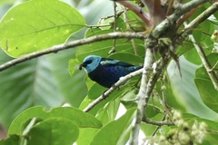 Stilpnia cyanicollis