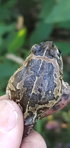 Collared Frog, Cyclorana brevipes