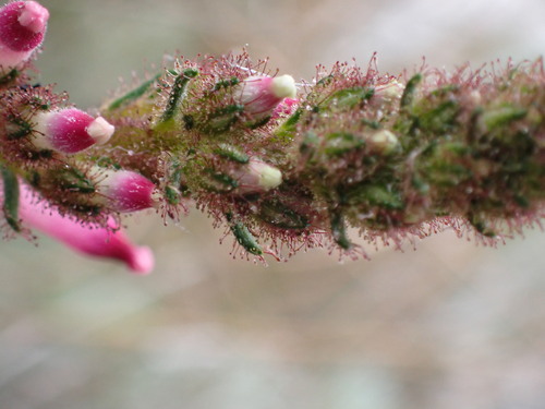 Image of Erica irrorata by (c) Ren Hoekstra, some rights reserved (CC BY)