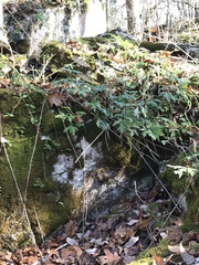 Phacelia bipinnatifida
