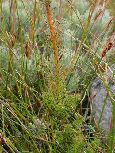 Image of Erica irrorata by (c) Ren Hoekstra, some rights reserved (CC BY)