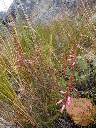 Image of Erica irrorata by (c) Ren Hoekstra, some rights reserved (CC BY)