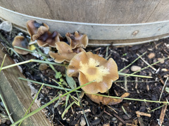 Psilocybe cyanescens