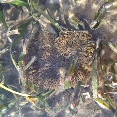 Stichodactyla haddoni