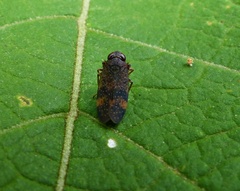 Coelidiinae