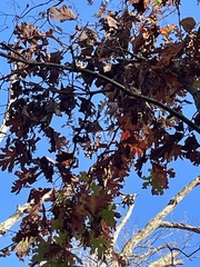 Quercus alba
