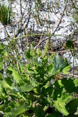 Senecio rigidus