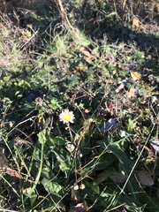 Erigeron strigosus