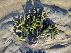 Codium
